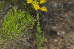 Stiff Goldenrod, Oligoneuron rigidum