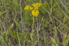 Stiff Goldenrod, Oligoneuron rigidum