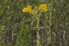 Stiff Goldenrod, Oligoneuron rigidum