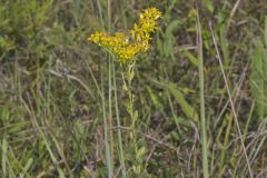Stiff Goldenrod, Oligoneuron rigidum