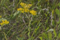 Stiff Goldenrod, Oligoneuron rigidum