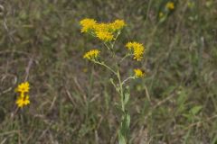 Stiff Goldenrod, Oligoneuron rigidum