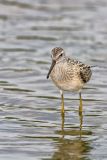 Stilt Sandpiper, Calidris himantopus