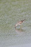 Stilt Sandpiper, Calidris himantopus