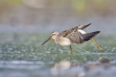 Stilt Sandpiper, Calidris himantopus