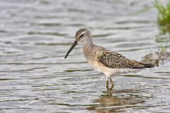 Stilt Sandpiper, Calidris himantopus