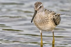 Stilt Sandpiper, Calidris himantopus