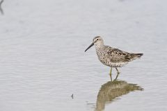 Stilt Sandpiper, Calidris himantopus