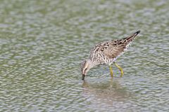 Stilt Sandpiper, Calidris himantopus