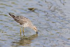 Stilt Sandpiper, Calidris himantopus