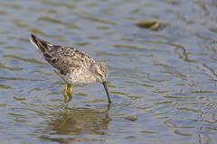 Stilt Sandpiper, Calidris himantopus