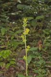 Stout Goldenrod, Solidago squarrosa