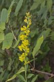 Stout Goldenrod, Solidago squarrosa