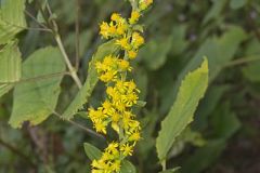 Stout Goldenrod