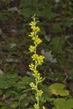 Stout Goldenrod, Solidago squarrosa
