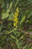 Stout Goldenrod, Solidago squarrosa