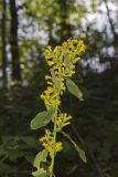 Stout Goldenrod, Solidago squarrosa