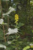 Stout Goldenrod, Solidago squarrosa