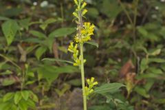 Stout Goldenrod, Solidago squarrosa Stout Goldenrod, Solidago squarrosa
