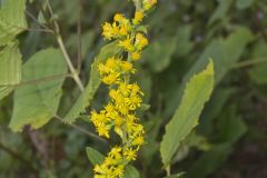 Stout Goldenrod, Solidago squarrosa