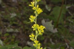 Stout Goldenrod, Solidago squarrosa