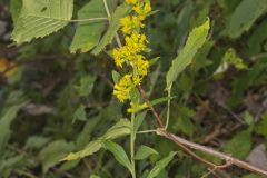 Stout Goldenrod, Solidago squarrosa Stout Goldenrod, Solidago squarrosa