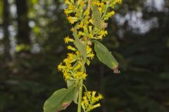 Stout Goldenrod, Solidago squarrosa Stout Goldenrod, Solidago squarrosa