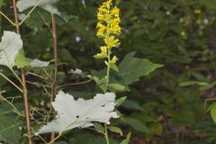 Stout Goldenrod, Solidago squarrosa Stout Goldenrod, Solidago squarrosa