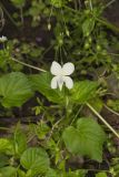 Striped Cream Violet, Viola striata