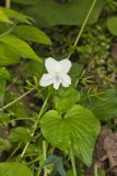 Striped Cream Violet, Viola striata