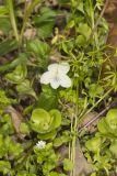 Striped Cream Violet, Viola striata