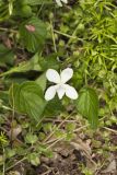 Striped Cream Violet, Viola striata