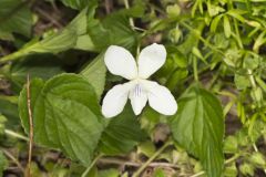 Striped Cream Violet