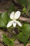 Striped Cream Violet, Viola striata