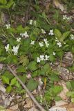 Striped Cream Violet, Viola striata