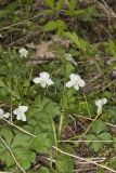 Striped Cream Violet, Viola striata