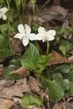 Striped Cream Violet, Viola striata