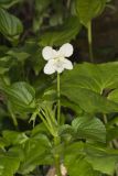 Striped Cream Violet, Viola striata