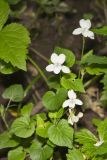 Striped Cream Violet, Viola striata