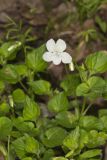 Striped Cream Violet, Viola striata