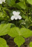 Striped Cream Violet, Viola striata