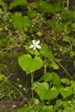 Striped Cream Violet, Viola striata