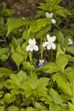 Striped Cream Violet, Viola striata