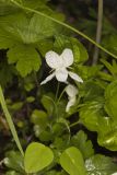 Striped Cream Violet, Viola striata