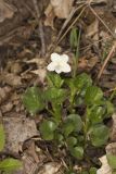 Striped Cream Violet, Viola striata