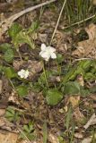 Striped Cream Violet, Viola striata