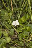 Striped Cream Violet, Viola striata