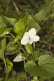 Striped Cream Violet, Viola striata