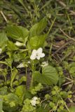 Striped Cream Violet, Viola striata