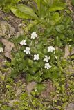 Striped Cream Violet, Viola striata
